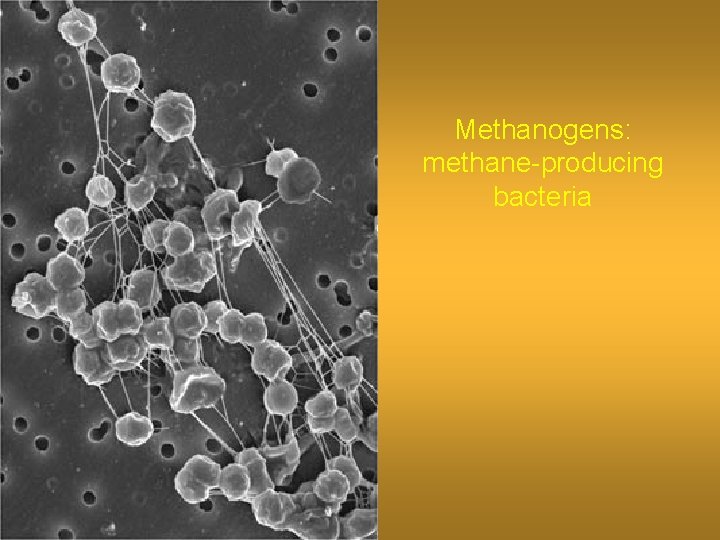 Methanogens: methane-producing bacteria 