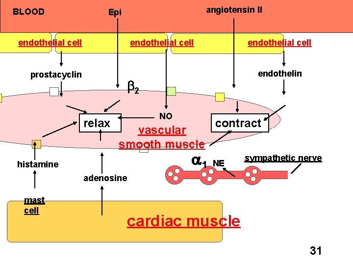 BLOOD angiotensin II Epi endothelial cell prostacyclin endothelial cell endothelin 2 relax NO vascular