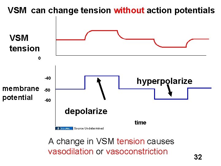 VSM can change tension without action potentials VSM tension 0 -40 membrane potential hyperpolarize
