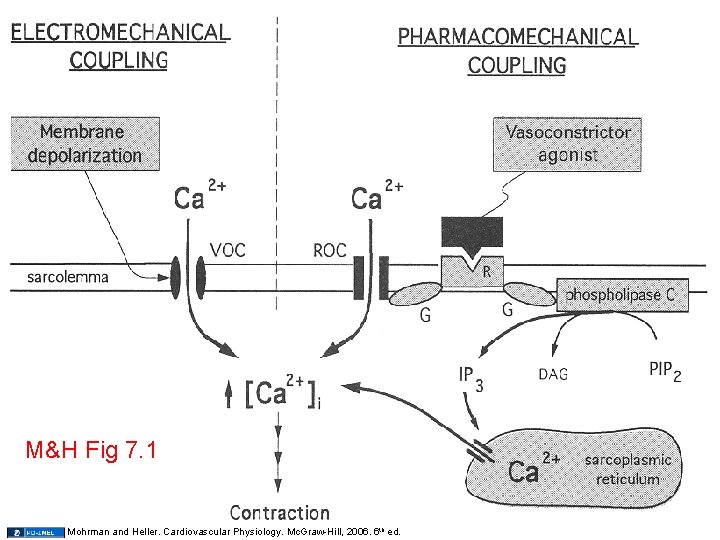 M&H Fig 7. 1 33 Mohrman and Heller. Cardiovascular Physiology. Mc. Graw-Hill, 2006. 6