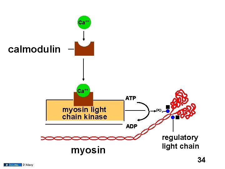 Ca++ calmodulin Ca++ ATP myosin light chain kinase PO 4 ADP myosin D’Alecy regulatory