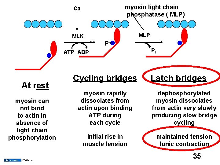myosin light chain phosphatase ( MLP) Ca MLP MLK P ATP ADP At rest