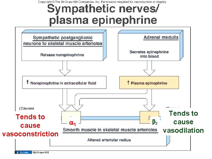 Tends to cause vasoconstriction Mc. Graw-Hill 1 2 Tends to cause vasodilation 36 