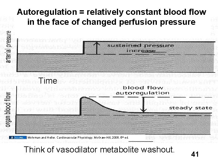 Autoregulation = relatively constant blood flow 8. 4 HM in the face of changed