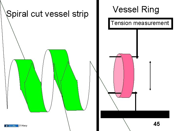 Spiral cut vessel strip Vessel Ring Tension measurement D’Alecy 45 