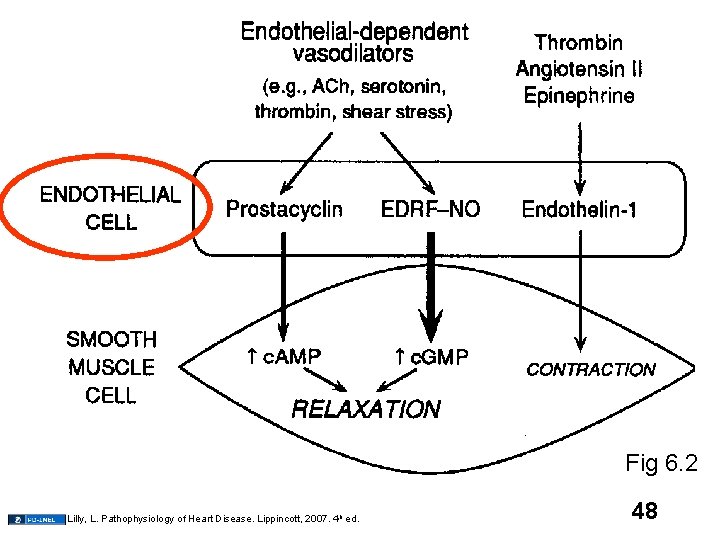 Fig 6. 2 Lilly, L. Pathophysiology of Heart Disease. Lippincott, 2007. 4 th ed.