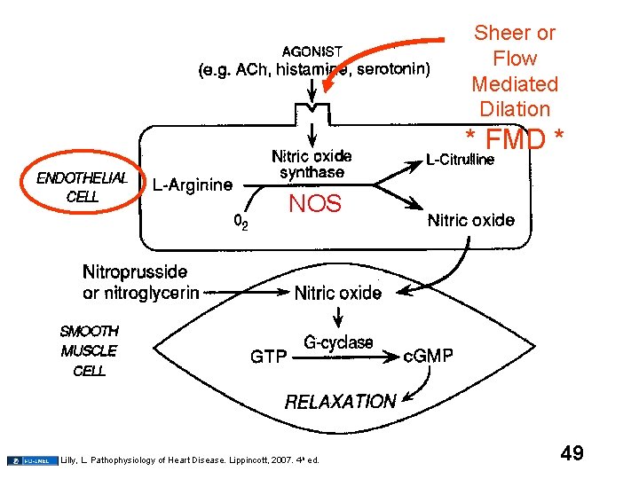 Sheer or Flow Mediated Dilation * FMD * NOS Lilly, L. Pathophysiology of Heart