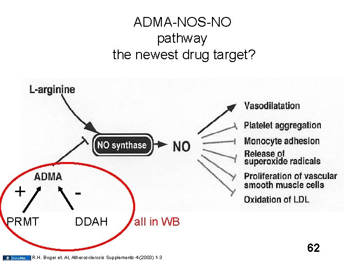ADMA-NOS-NO pathway the newest drug target? + - PRMT DDAH all in WB 62