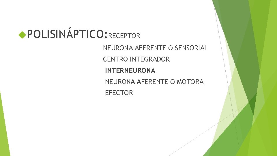  POLISINÁPTICO: RECEPTOR NEURONA AFERENTE O SENSORIAL CENTRO INTEGRADOR INTERNEURONA AFERENTE O MOTORA EFECTOR