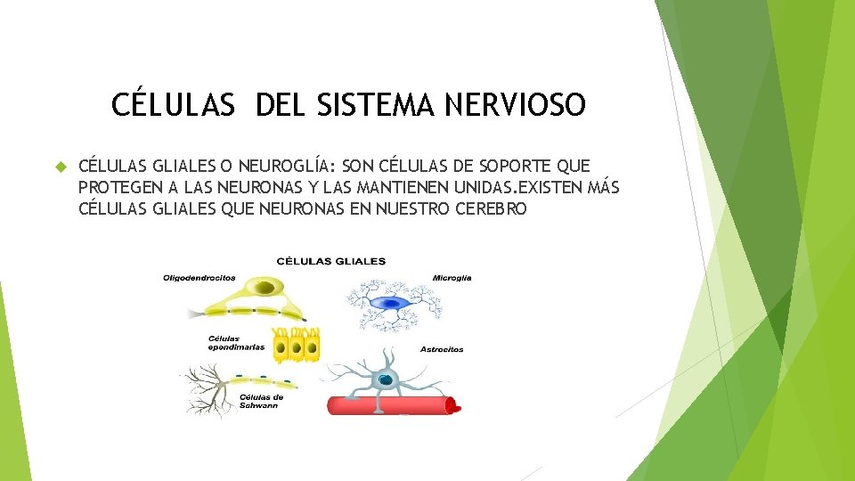 CÉLULAS DEL SISTEMA NERVIOSO CÉLULAS GLIALES O NEUROGLÍA: SON CÉLULAS DE SOPORTE QUE PROTEGEN