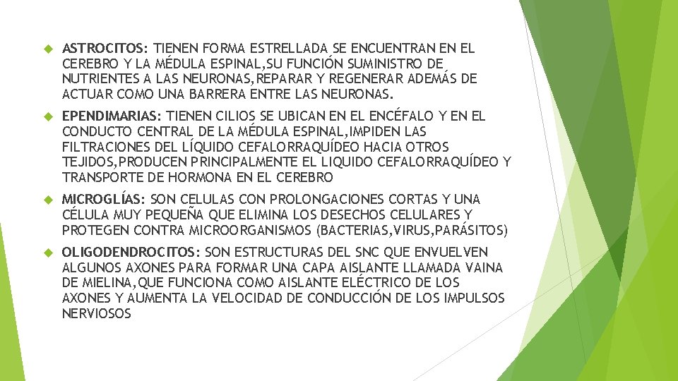  ASTROCITOS: TIENEN FORMA ESTRELLADA SE ENCUENTRAN EN EL CEREBRO Y LA MÉDULA ESPINAL,