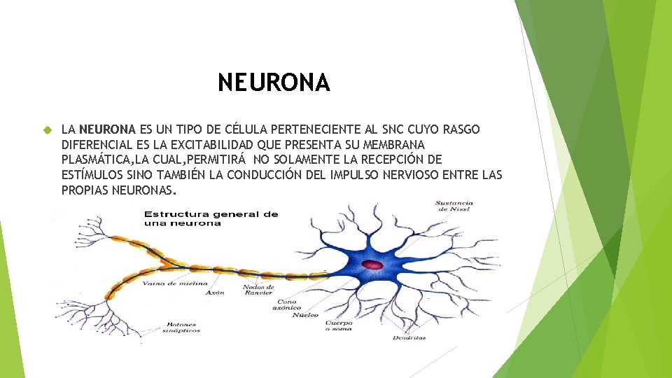 NEURONA LA NEURONA ES UN TIPO DE CÉLULA PERTENECIENTE AL SNC CUYO RASGO DIFERENCIAL