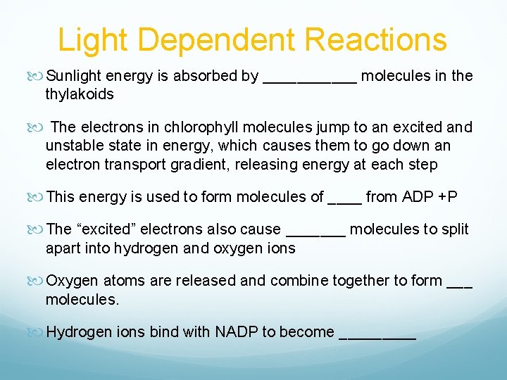 Light Dependent Reactions Sunlight energy is absorbed by ______ molecules in the thylakoids The