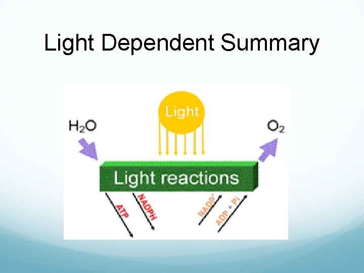 Light Dependent Summary 