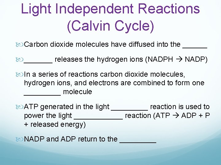 Light Independent Reactions (Calvin Cycle) Carbon dioxide molecules have diffused into the _______ releases