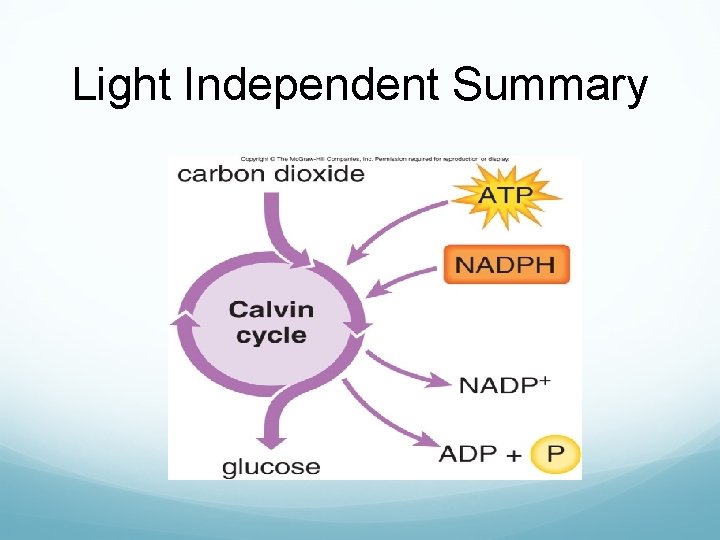 Light Independent Summary 