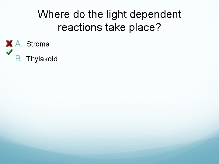 Where do the light dependent reactions take place? A. Stroma B. Thylakoid 