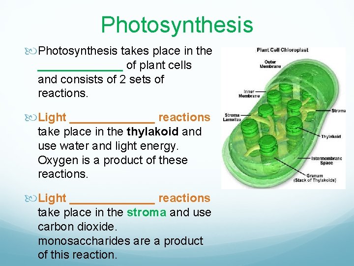 Photosynthesis takes place in the _______ of plant cells and consists of 2 sets