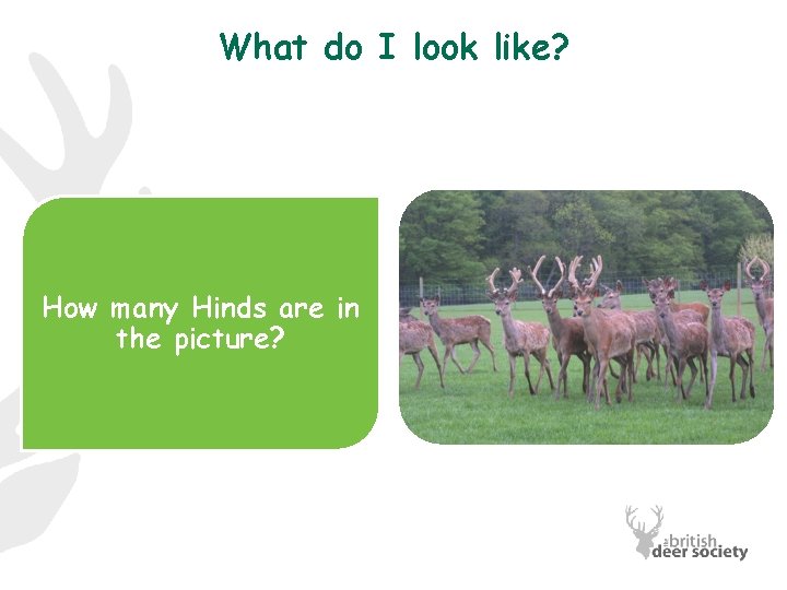 What do I look like? How many Hinds are in the picture? 