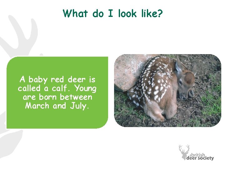 What do I look like? A baby red deer is called a calf. Young