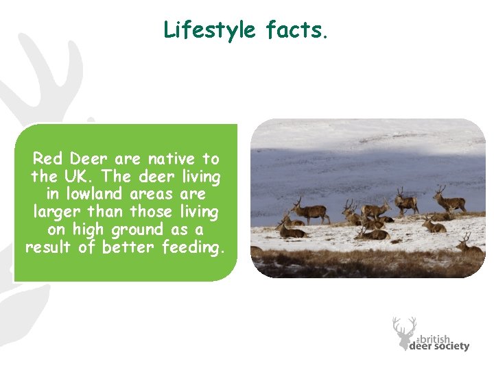 Lifestyle facts. Red Deer are native to the UK. The deer living in lowland