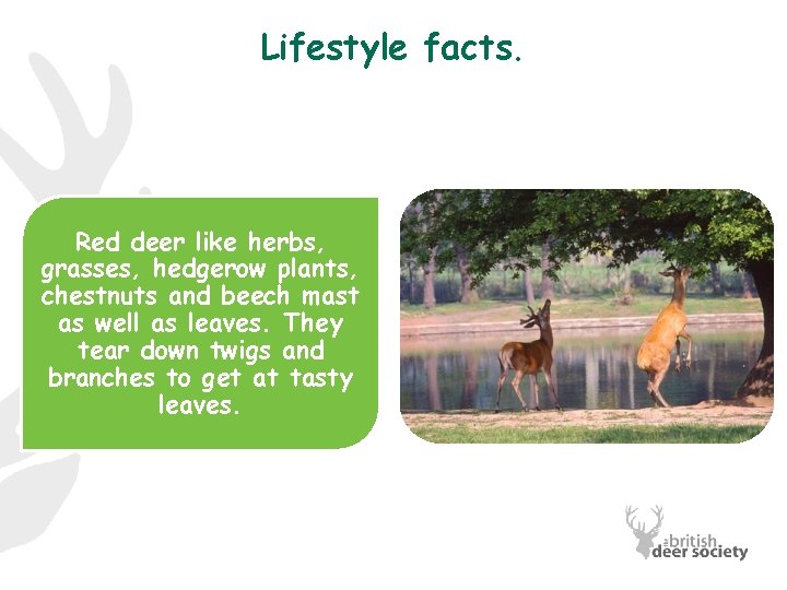 Lifestyle facts. Red deer like herbs, grasses, hedgerow plants, chestnuts and beech mast as