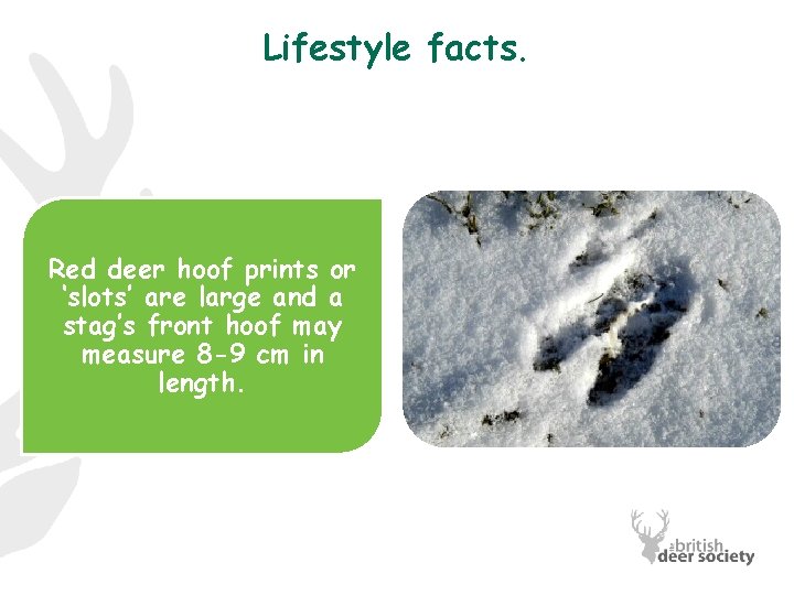 Lifestyle facts. Red deer hoof prints or ‘slots’ are large and a stag’s front