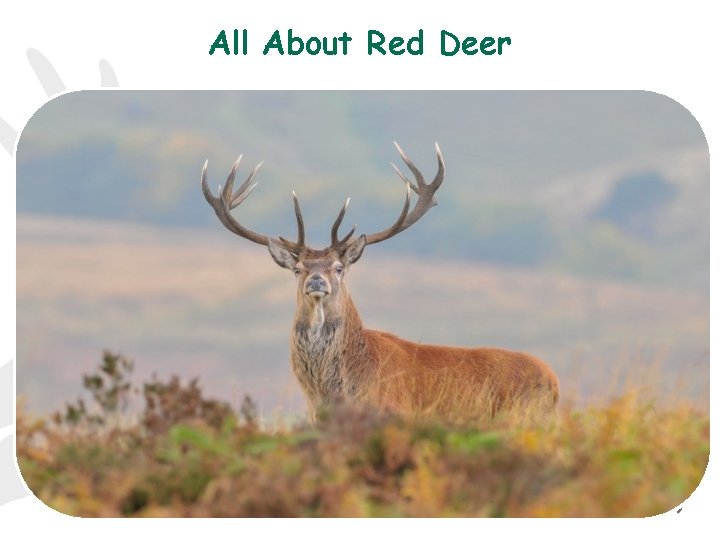 All About Red Deer 