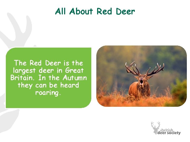 All About Red Deer The Red Deer is the largest deer in Great Britain.