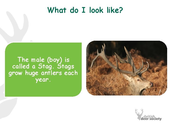 What do I look like? The male (boy) is called a Stags grow huge