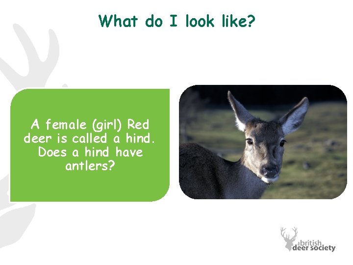 What do I look like? A female (girl) Red deer is called a hind.