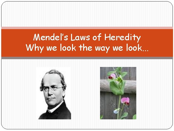 Mendel’s Laws of Heredity Why we look the way we look. . . 