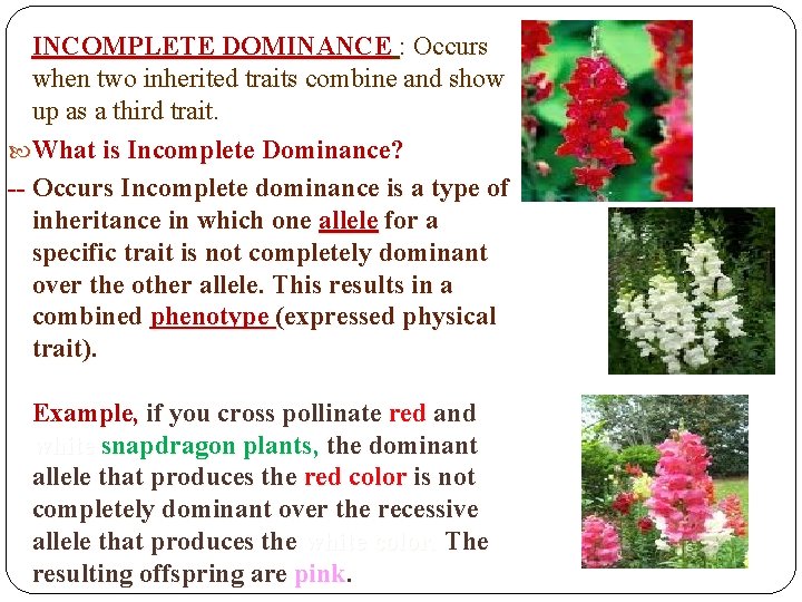 INCOMPLETE DOMINANCE : Occurs when two inherited traits combine and show up as a