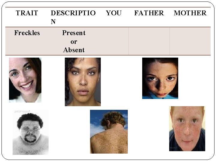 TRAIT DESCRIPTIO N Freckles Present or Absent YOU FATHER MOTHER 