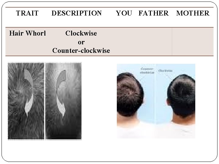 TRAIT Hair Whorl DESCRIPTION Clockwise or Counter-clockwise YOU FATHER MOTHER 