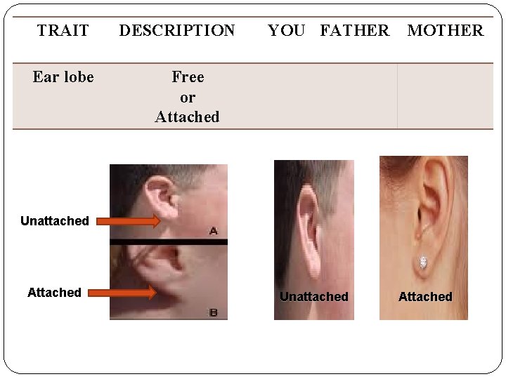 TRAIT Ear lobe DESCRIPTION YOU FATHER MOTHER Free or Attached Unattached Attached 