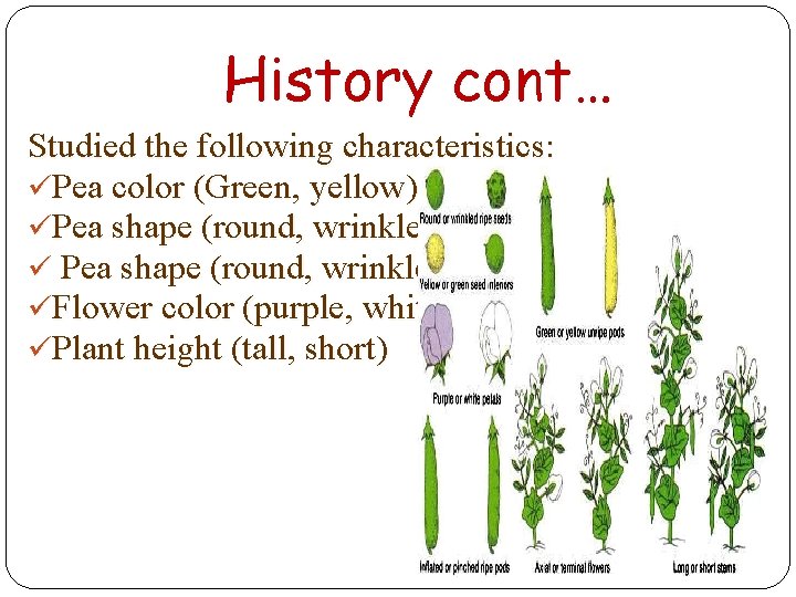 History cont… Studied the following characteristics: üPea color (Green, yellow) üPea shape (round, wrinkled)