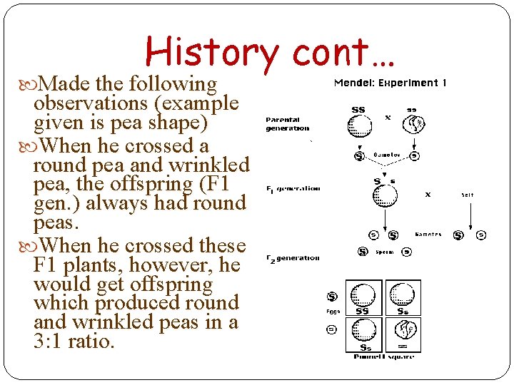 History cont… Made the following observations (example given is pea shape) When he crossed