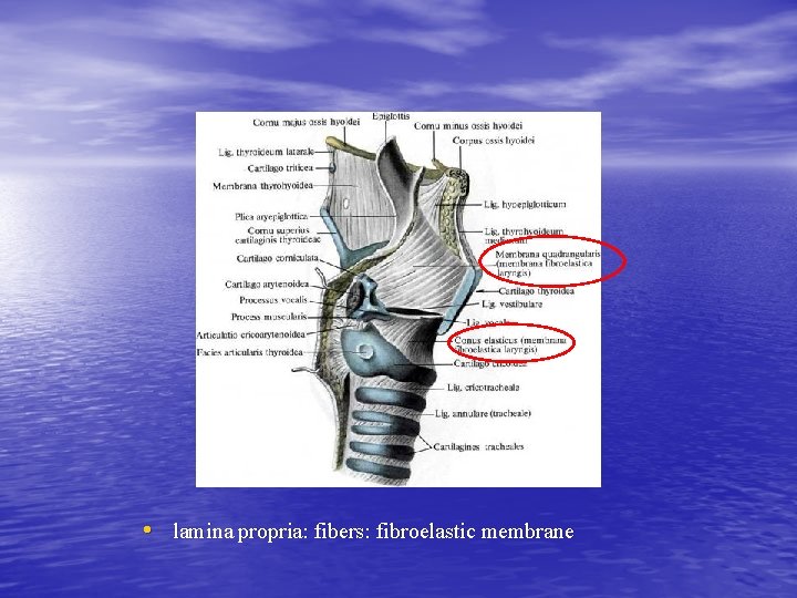  • lamina propria: fibers: fibroelastic membrane 