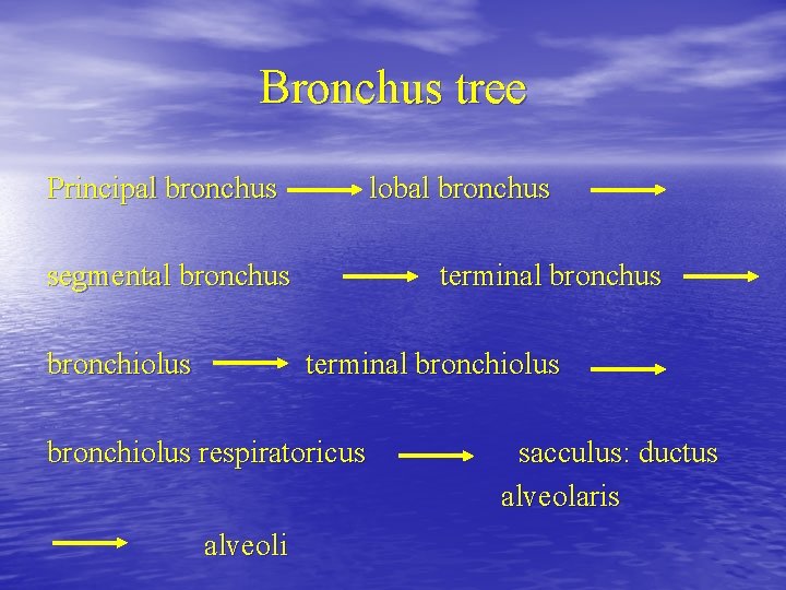 Bronchus tree Principal bronchus lobal bronchus segmental bronchus bronchiolus terminal bronchiolus respiratoricus alveoli sacculus: