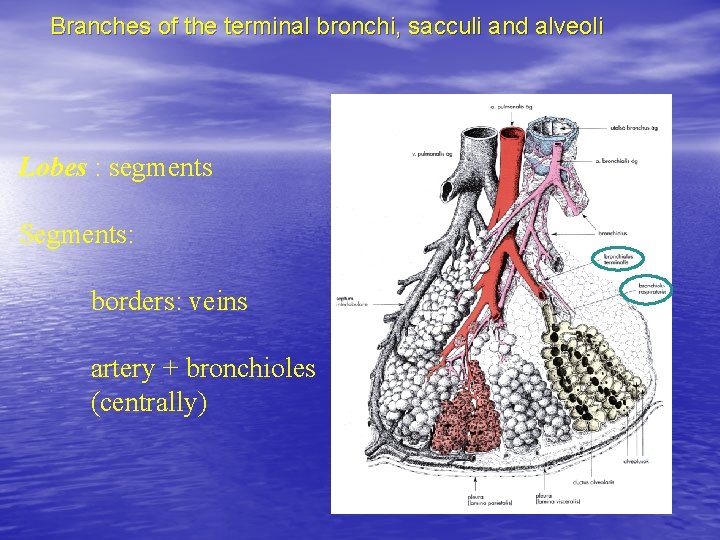 Branches of the terminal bronchi, sacculi and alveoli Lobes : segments Segments: borders: veins