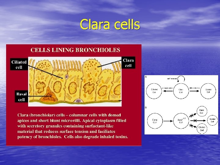 Clara cells 