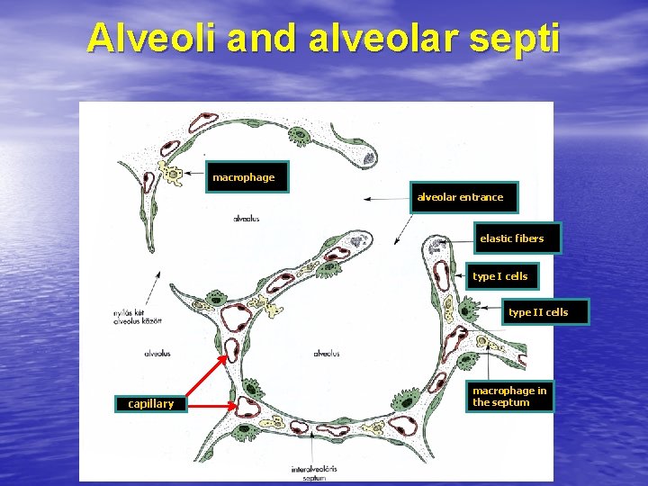 Alveoli and alveolar septi macrophage alveolar entrance elastic fibers type I cells type II