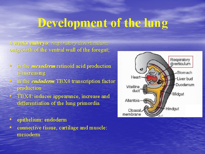 Development of the lung 4 weeks embryo: respiratory diverticulum: outgrowth of the ventral wall