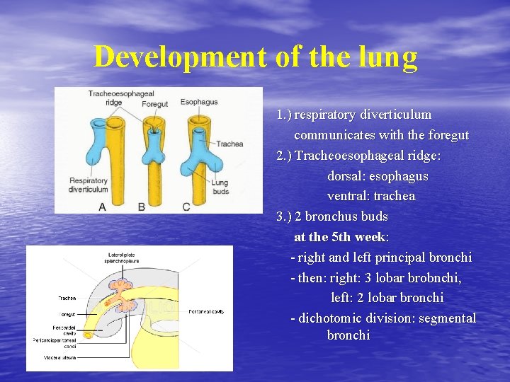 Development of the lung 1. ) respiratory diverticulum communicates with the foregut 2. )