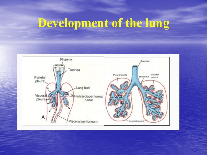 Development of the lung 