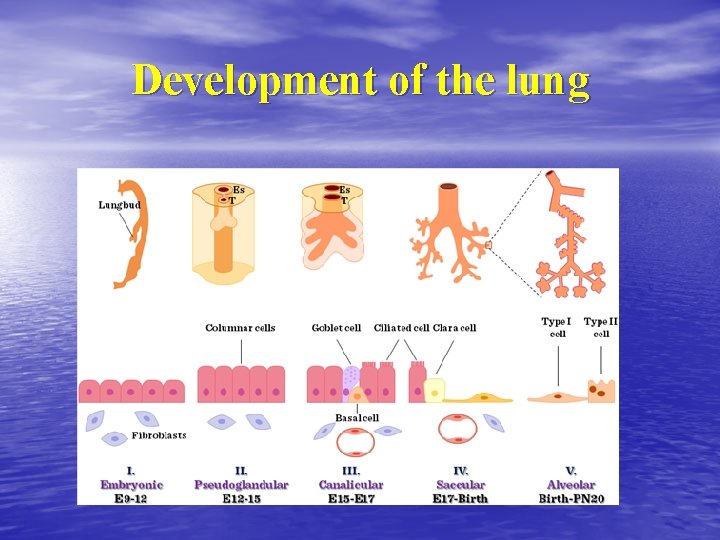 Development of the lung 