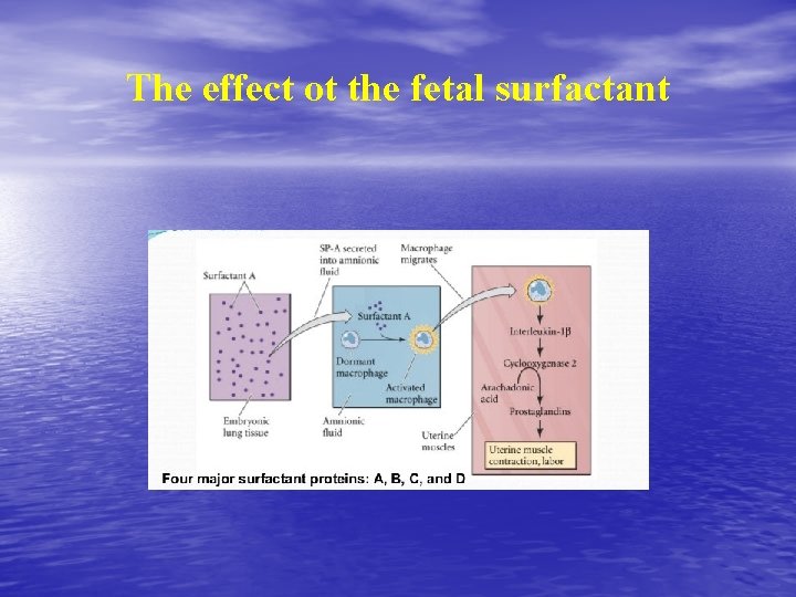 The effect ot the fetal surfactant 
