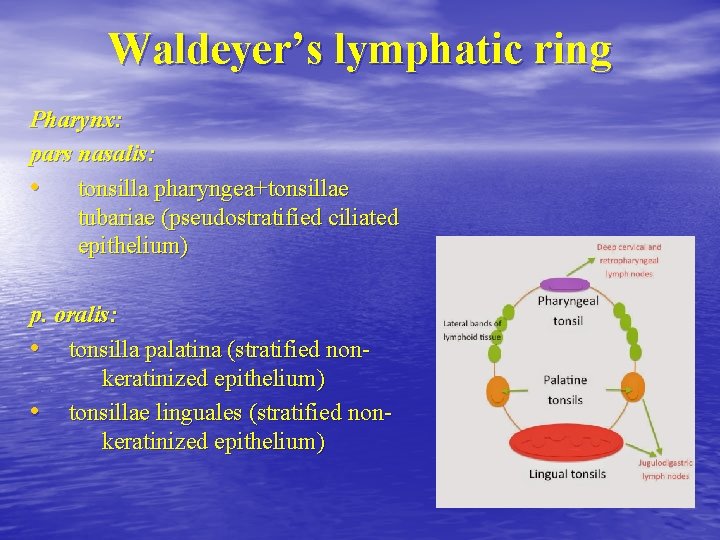 Waldeyer’s lymphatic ring Pharynx: pars nasalis: • tonsilla pharyngea+tonsillae tubariae (pseudostratified ciliated epithelium) p.