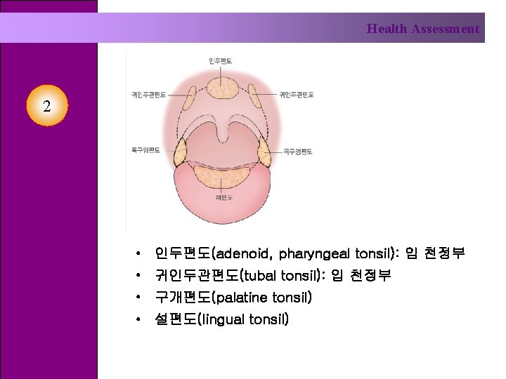 Health Assessment 2 • 인두편도(adenoid, pharyngeal tonsil): 입 천정부 • 귀인두관편도(tubal tonsil): 입 천정부